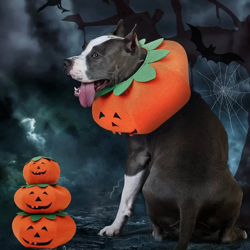 Pet Halloween Pumpkin Collars Cute Pet Cosplay Accessories Directbuyers