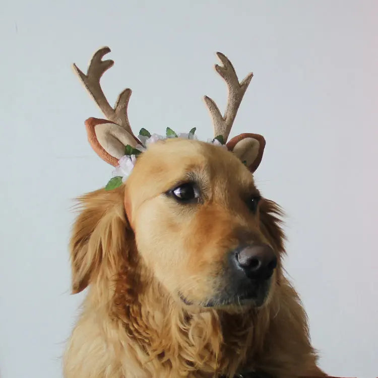 Christmas Pet Hat! Directbuyers