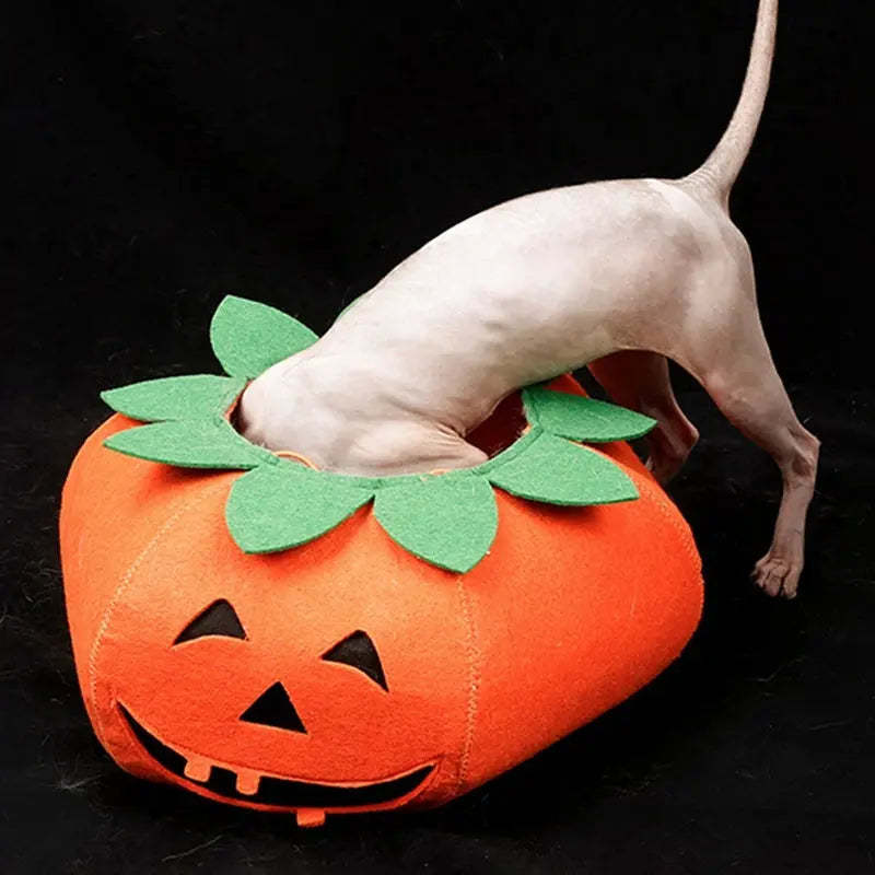 Pet Halloween Pumpkin Collars Cute Pet Cosplay Accessories Directbuyers